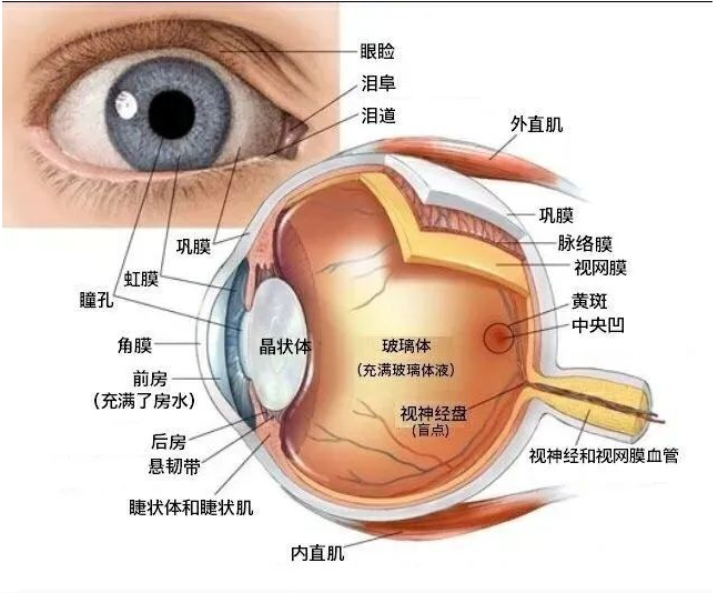 青岛验光配镜培训学校讲述如何诊断眼睛集合过度